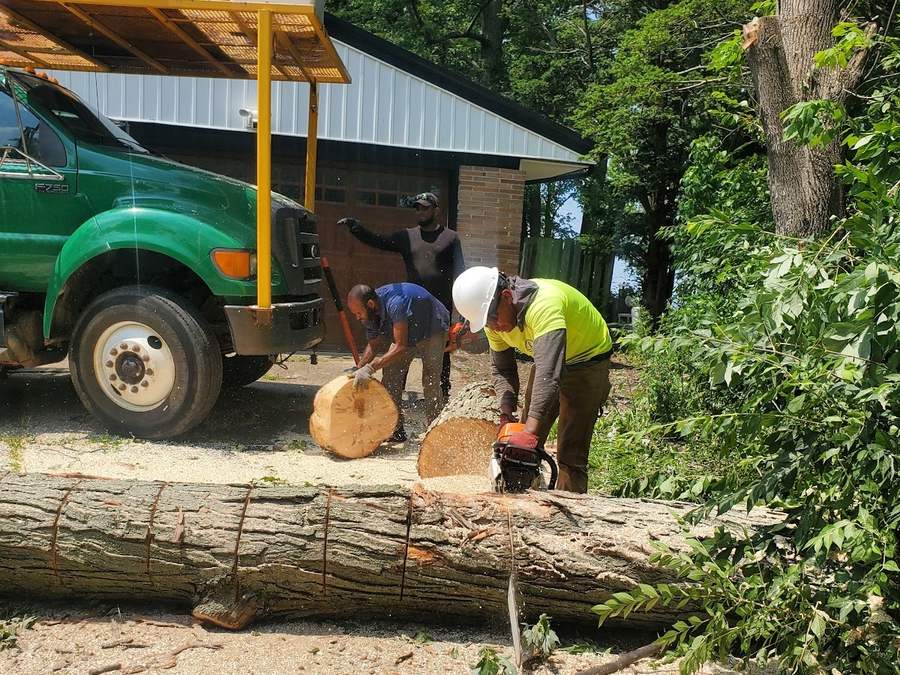 Crew members in hi-vis cutting a felled trunk into rounds with a chainsaw beside a green truck.